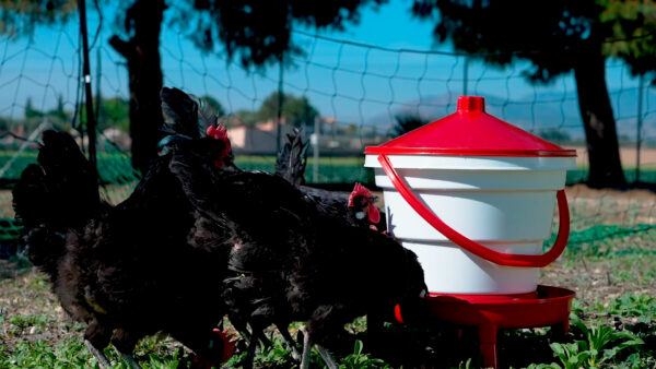 Bebedero Cubo con patas