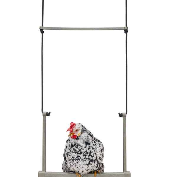 CHICKEN SWING 100% RECYCLED